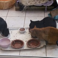 photo de livraison pour Les Chats'perlipopette Billy Berclausiens