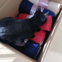 photo de livraison pour L’École du Chat de Saint-Denis Langevin