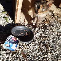 photo de livraison pour Chats errants du val du crenu