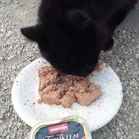 photo de livraison pour Les Chats-Pitresdelavi-Ste
