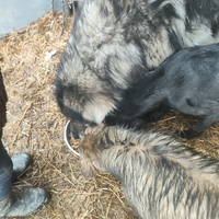 photo de livraison pour Svetlana Bjelogrlic