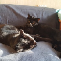 photo de livraison pour Croq'Chats
