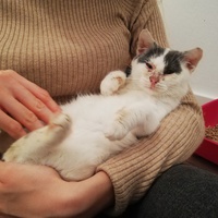 photo de livraison pour Stérilcat 80