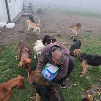 photo de livraison pour Silver Dog Srebrenica