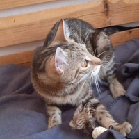 photo de livraison pour Hungry Cats14