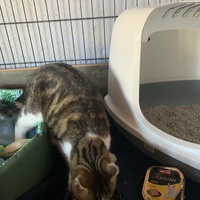 photo de livraison pour Association des Chats Camarguais