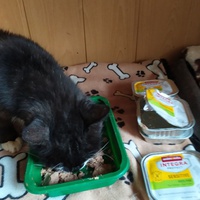 photo de livraison pour A Pas De Chats