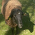 photo animal