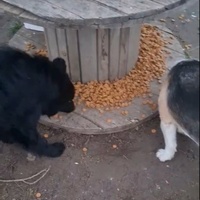 photo de livraison pour Ivana Nikolić