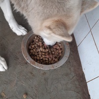 photo de livraison pour Comme Chiens et Chats Maroc