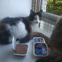 photo de livraison pour Les Pattounes de l'Espoir