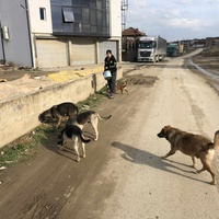 photo de livraison pour Civic Initiative Kane Korzo Skopje