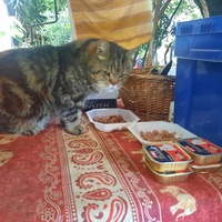 photo de livraison pour La Cantine des Minous