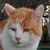 photo animal