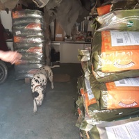 photo de livraison pour El refugio canino de Leo