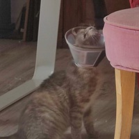 photo de livraison pour Les Pattounes de Théo