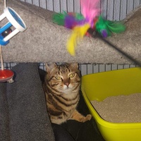 photo de livraison pour Les chats Port-Saint-Louisiens
