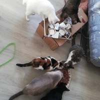 photo de livraison pour Boule de Poils