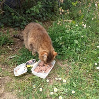 photo de livraison pour Les Chats de la Rue