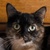 photo animal