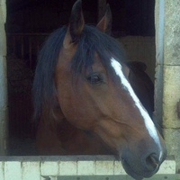 photo de livraison pour Alloue Equine Rescue