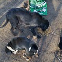 photo de livraison pour P.U.Ž. pomoć ugroženim životinjama Vel Gradište