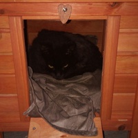 photo de livraison pour Protect Cat