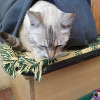 photo de livraison pour Les chats Port-Saint-Louisiens