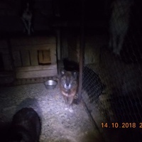 photo de livraison pour Pro Animals Finland ry