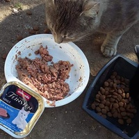 photo de livraison pour Les Chats-Pitresdelavi-Ste