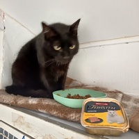 photo de livraison pour L'école du Chat d'Ollioules