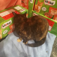 photo de livraison pour Chatons de l'Espoir