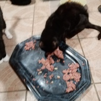 photo de livraison pour Chat de Gout'hier sans Toit