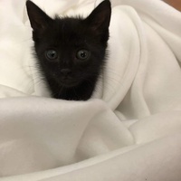 photo de livraison pour Les Chats de la Tour