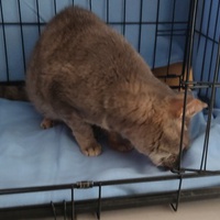 photo de livraison pour Les Chats Libres d'Estagel