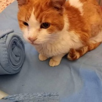 photo de livraison pour Les chats de chez nous