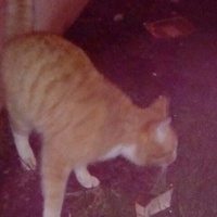 photo de livraison pour Les Chats'perlipopette Billy Berclausiens