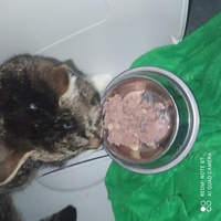 photo de livraison pour Protect Cat