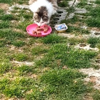 photo de livraison pour Chat Suffit a.sb.l.