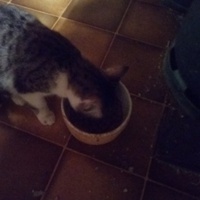 photo de livraison pour Les Chats de Pierrot