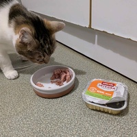 photo de livraison pour Adoption Féline Estuaire
