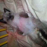 photo de livraison pour Ecole du Chat de Valmont