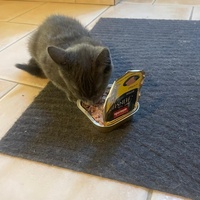 photo de livraison pour Les Chats de la Rue