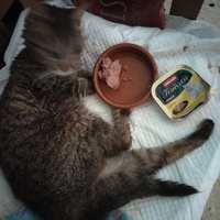 photo de livraison pour Chats Grains d'Amour