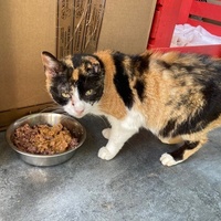 photo de livraison pour STREET CATS