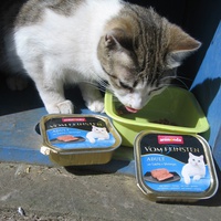 photo de livraison pour Jardin des Chats