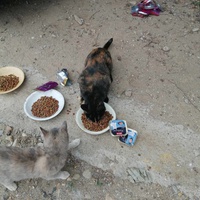photo de livraison pour Les Chats Libres de la Canterrane