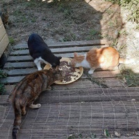 photo de livraison pour Les chats Port-Saint-Louisiens