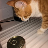 photo de livraison pour L'Arche des Amis à pattes