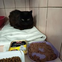 photo de livraison pour L'école du Chat d'Ollioules